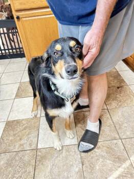 Bentley -  Border Collie Dog for Adoption in Boston, Massachusetts - Bentley | PetCurious