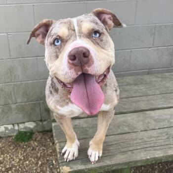 Pit Bull Terrier Dogs Available for Adoption in Parrish, Alabama - Cadence | PetCurious