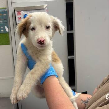 Blue -  Mixed Breed Dog Available for Adoption in Columbiana, Alabama - Blue | PetCurious