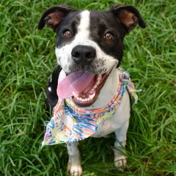 Daphne -  Labrador Retriever and Pit Bull Terrier Dog for Adoption in Beaumont, Texas - Daphne | PetCurious
