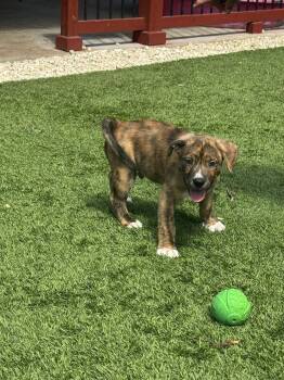 American Staffordshire Terrier Dogs Available for Adoption in San Antonio, Texas - Patrick  | PetCurious