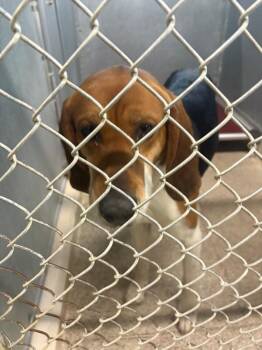 Tide -  Hound and Treeing Walker Coonhound Dog Available for Adoption - Tide | PetCurious