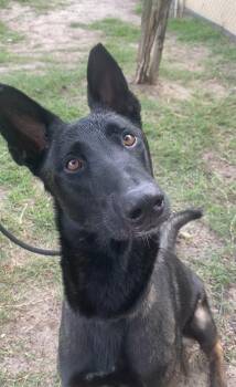 Viper - Located in Florida -  Belgian Shepherd Malinois Dog for Adoption in Imlay City, Michigan - Viper - Located In Florida | PetCurious