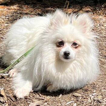 Elisa -  Pomeranian Dog for Adoption in East Hampton, New York - Elisa | PetCurious