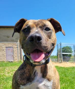 Milo -  Pit Bull Terrier and Boxer Dog Available for Adoption in Lisbon, Ohio - Milo | PetCurious