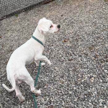 Taquito -  Mixed Breed Dog for Adoption in York, Pennsylvania - Taquito | PetCurious