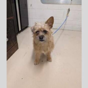 Gretchen (Riblet) -  Cairn Terrier and Mixed Breed Dog for Adoption in Pinellas Park, Florida - Gretchen (Riblet) | PetCurious