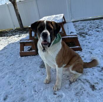 Saint Bernard Dogs Available for Adoption in Logan, Utah - Buck | PetCurious