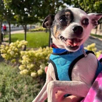 Bubba -  Chihuahua Dog for Adoption in Chicago, Illinois - Bubba | PetCurious