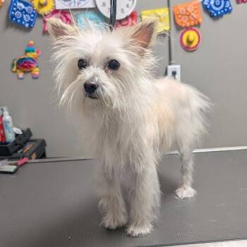 Terrier Dogs Available for Adoption in Las Vegas, Nevada - OCTAVIA | PetCurious