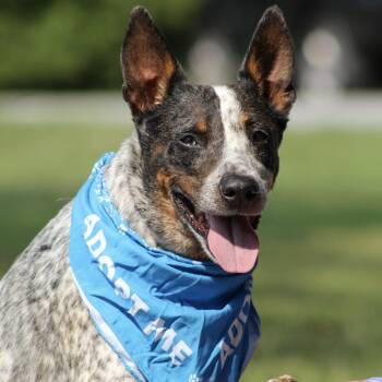 Zenith -  Australian Cattle Dog Blue Heeler Dog for Adoption in Columbia, South Carolina - Zenith | PetCurious