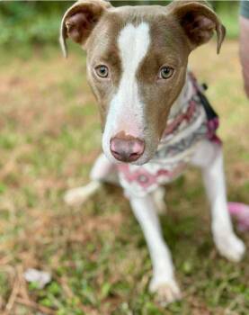 Rescue Terrier and Hound Dogs for Adoption in El Dorado, Arkansas - Sarah | PetCurious