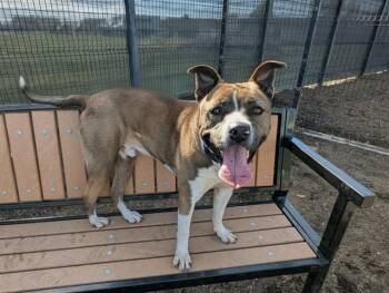 Pit Bull Terrier Dogs Available for Adoption in Tustin, California - DYLAN | PetCurious