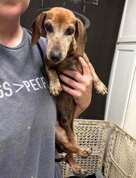Rusty -  Dachshund Dog for Adoption in Blue Springs, Missouri - Rusty | PetCurious