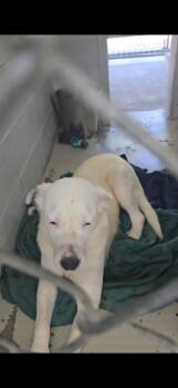 Rescue Labrador Retriever and Terrier Dogs for Adoption in Camden, Tennessee - Winter | PetCurious