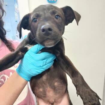 Labrador Retriever Dogs Available for Adoption in Hattiesburg, Mississippi - Eternity | PetCurious