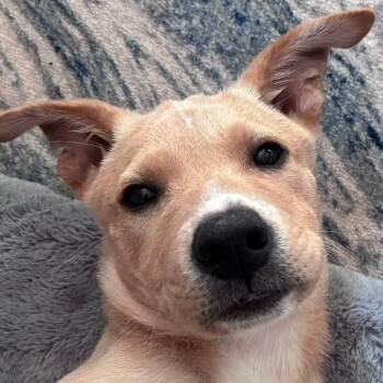 Kevin -  Yellow Labrador Retriever Dog for Adoption in Plainfield, Connecticut - Kevin | PetCurious