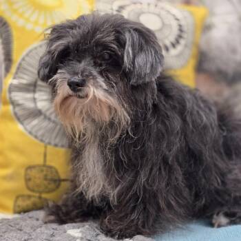 Scrappy -  Yorkshire Terrier Dog Available for Adoption in Effingham, Illinois - Scrappy | PetCurious