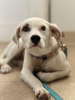 Gem -  Labrador Retriever Dog for Adoption in Harrison, New York - Gem | PetCurious