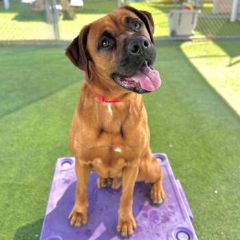 Boxer Dogs Available for Adoption - CASSADANO | PetCurious