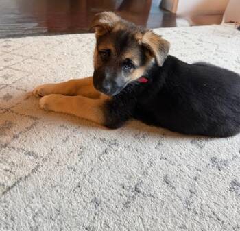 German Shepherd Dog Dogs Available for Adoption - Irving Floofs: Phoenix | PetCurious