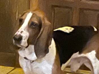 Rescue Basset Hound Dogs for Adoption in Salt Lake City, Utah - Cash | PetCurious