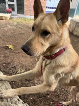 Oscar -  Mixed Breed and Anatolian Shepherd Dog for Adoption in Austin, Texas - Oscar | PetCurious