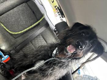 Logan Dude -  German Shepherd Dog and Poodle Dog for Adoption in Cranston, Rhode Island - Logan Dude | PetCurious