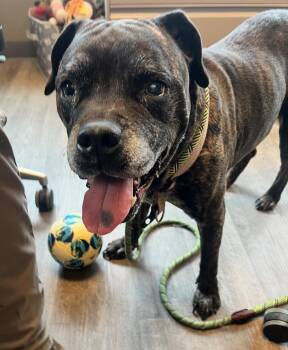 Rescue Pit Bull Terrier Dogs for Adoption in Leavenworth, Kansas - 25-0643 "Helen" | PetCurious