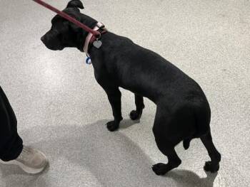 LATSO -  Labrador Retriever and Pit Bull Terrier Dog for Adoption in Loveland, Colorado - LATSO | PetCurious