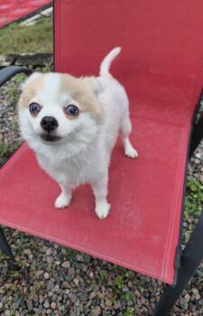 White Girl -  Pomeranian Dog for Adoption in Orlando, Florida - White Girl | PetCurious