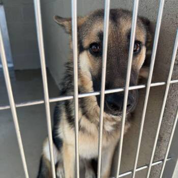 Ralph -  German Shepherd Dog Dog for Adoption in Kingman, Arizona - Ralph | PetCurious