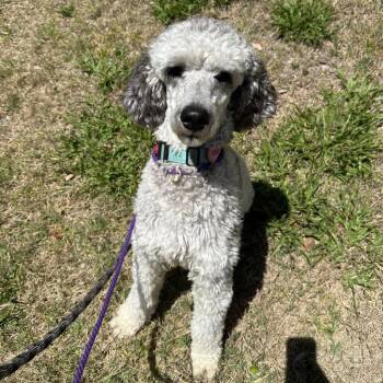 Misty -  Standard Poodle Dog for Adoption in Lakewood Ranch, Florida - Misty | PetCurious