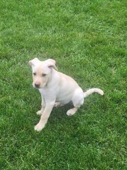 **FOZZIE** -  Labrador Retriever Dog for Adoption in North Prairie, Wisconsin - **FOZZIE** | PetCurious