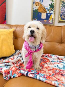 Taffy Sue Stuck On You -  Poodle and Maltese Dog for Adoption in Friendswood, Texas - Taffy Sue Stuck On You | PetCurious