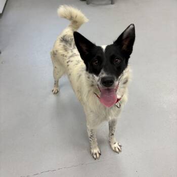 Donna -  Mixed Breed Dog for Adoption in Penns Grove, New Jersey - Donna | PetCurious