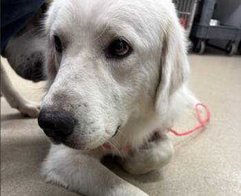 A234091 -  Great Pyrenees and Mixed Breed Dog for Adoption in Grand Prairie, Texas - A234091 | PetCurious
