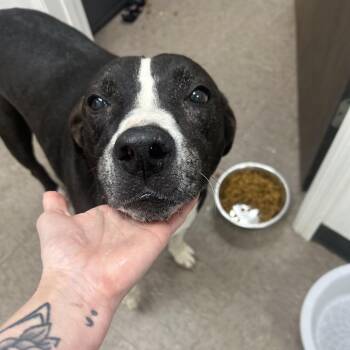 PawPaw Jennings -  Labrador Retriever and Pit Bull Terrier Dog Available for Adoption in Parrish, Alabama - PawPaw Jennings | PetCurious