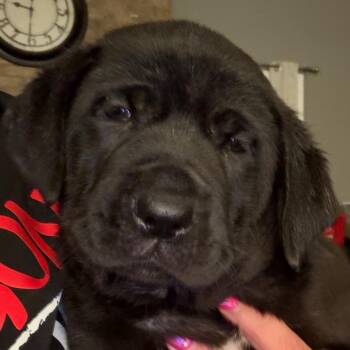 Dolly - lt pink -  Cane Corso Dog for Adoption in Greenfield, Indiana - Dolly - Lt Pink | PetCurious