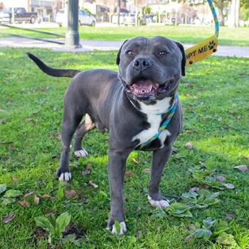 Shadow -  Pit Bull Terrier Dog for Adoption in Pasadena, California - Shadow | PetCurious