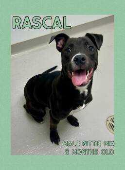 Pit Bull Terrier Dogs Available for Adoption - Rascal | PetCurious