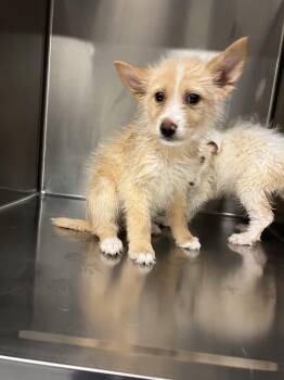 Australian Shepherd Dogs Available for Adoption - Svetlana | PetCurious