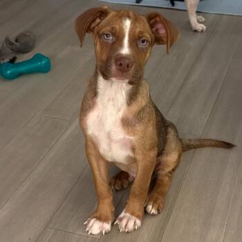 Levi -  Mixed Breed Dog for Adoption in Rockville, Maryland - Levi | PetCurious