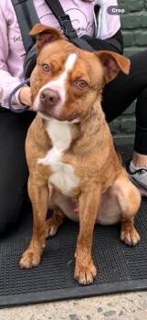 American Staffordshire Terrier Dogs Available for Adoption in Lyndhurst, New Jersey - Sid | PetCurious