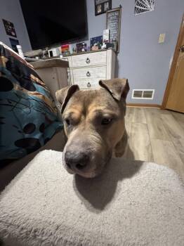 Pit Bull Terrier Dogs Available for Adoption in Brooklyn Center, Minnesota - Beef Wellington* | PetCurious