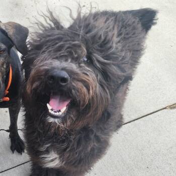 Teddy -  Poodle and Mixed Breed Dog for Adoption in Bismarck, North Dakota - Teddy | PetCurious