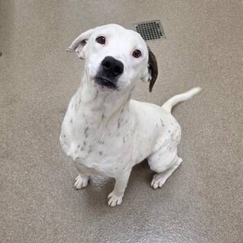 Hound Dogs Available for Adoption in Chatham, Virginia - Rochester | PetCurious