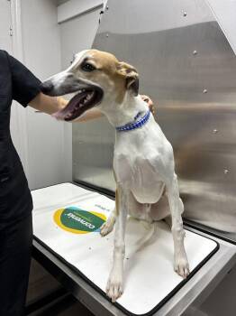 Archie -  Whippet Dog for Adoption in Marietta, Georgia - Archie | PetCurious