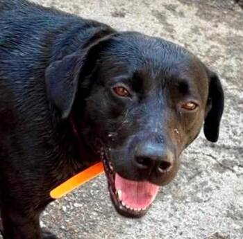Lilo -  Labrador Retriever and Mixed Breed Dog for Adoption in Morristown, New Jersey - Lilo | PetCurious