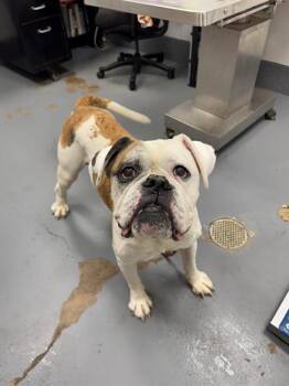 FLACO -  American Bulldog Dog Available for Adoption in Peoria, Illinois - FLACO | PetCurious